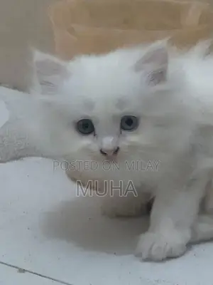 Long-Haired Fluffy Kitten with Unique Eye Color