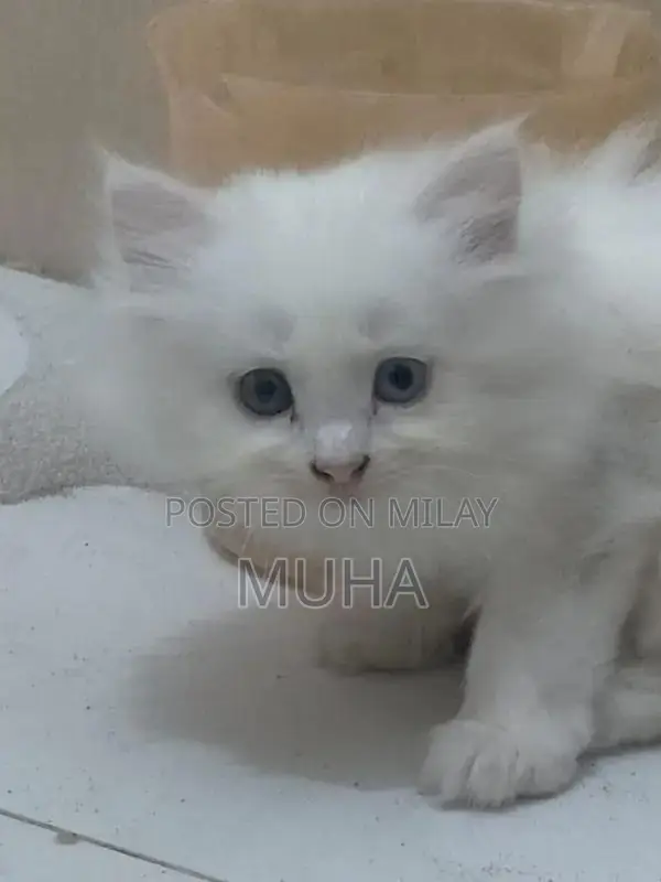 Long-Haired Fluffy Kitten with Unique Eye Color