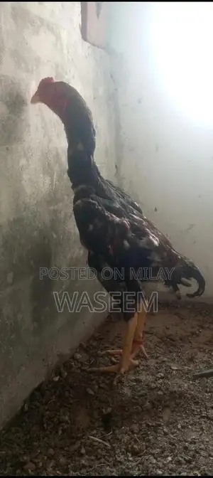 Rare German and Japanese Shamo Poultry Breeding Stock