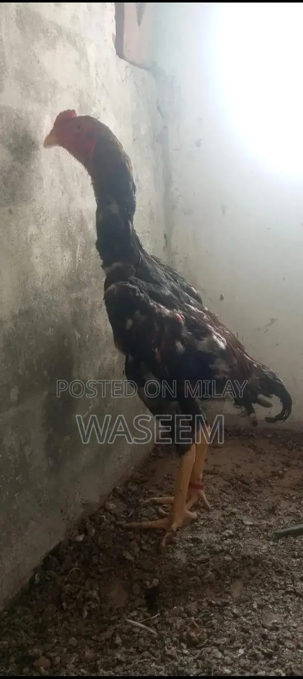 Rare German and Japanese Shamo Poultry Breeding Stock