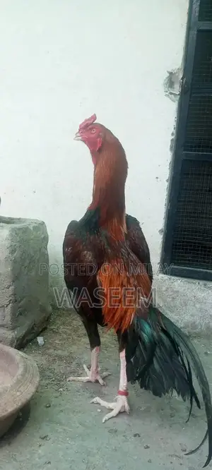 Rare German and Japanese Shamo Poultry Breeding Stock