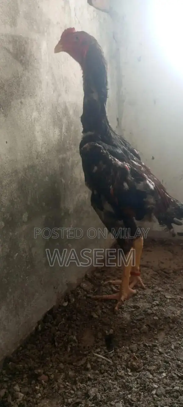 Rare German and Japanese Shamo Poultry Breeding Stock