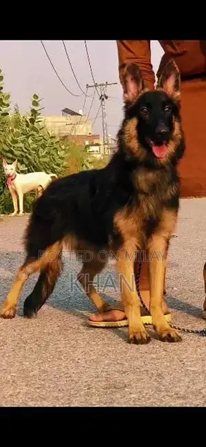 Photo - Female German Shepherd Double Coat Puppy - Exceptional Companion