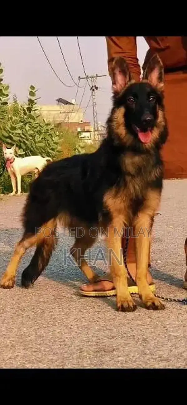 Female German Shepherd Double Coat Puppy - Exceptional Companion