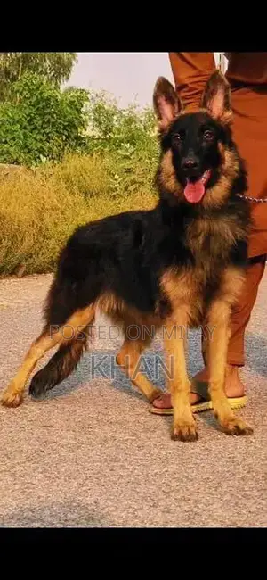 Female German Shepherd Double Coat Puppy - Exceptional Companion