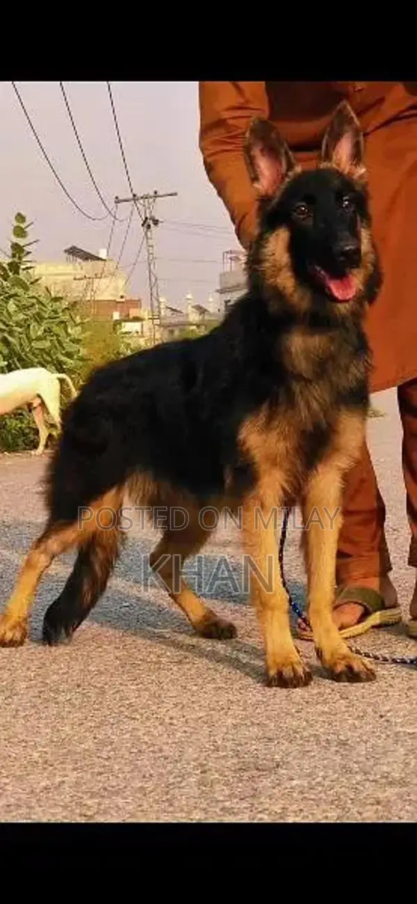 Female German Shepherd Double Coat Puppy - Exceptional Companion