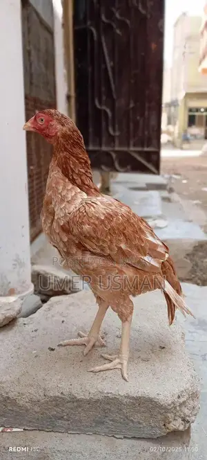 Mawali Old Bloodline Breeding Size Male Goat