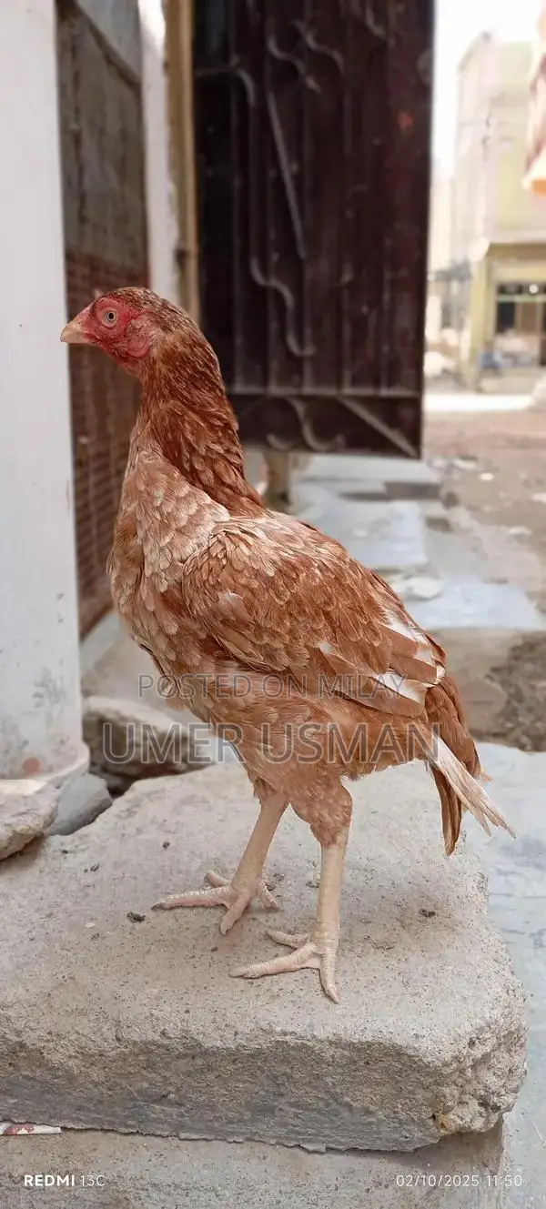 Mawali Old Bloodline Breeding Size Male Goat