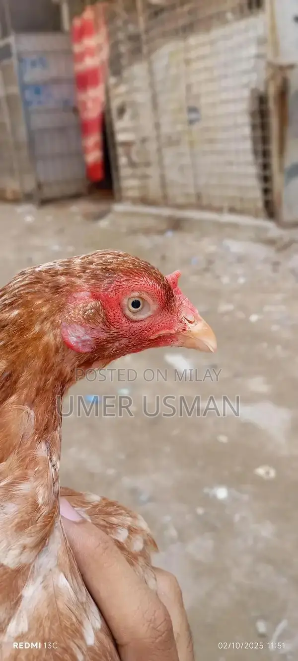 Mawali Old Bloodline Breeding Size Male Goat