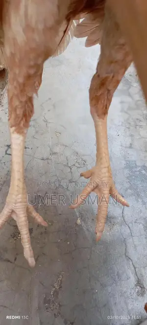 Mawali Old Bloodline Breeding Size Male Goat