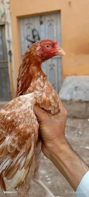 Mawali Old Bloodline Breeding Size Male Goat