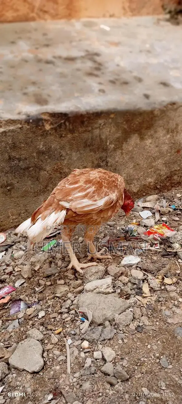 Mawali Old Bloodline Breeding Size Male Goat