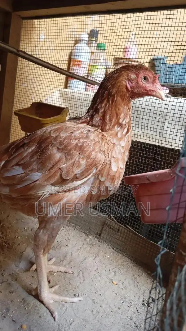 Mawali Old Bloodline Breeding Size Male Goat