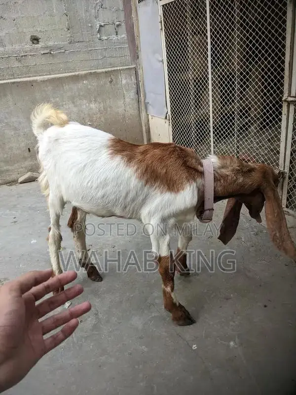 Healthy Purebred Goat - Farm-Raised, Strong and Sturdy
