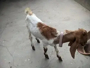 Healthy Purebred Goat - Farm-Raised, Strong and Sturdy