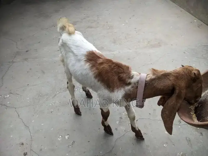 Healthy Purebred Goat - Farm-Raised, Strong and Sturdy