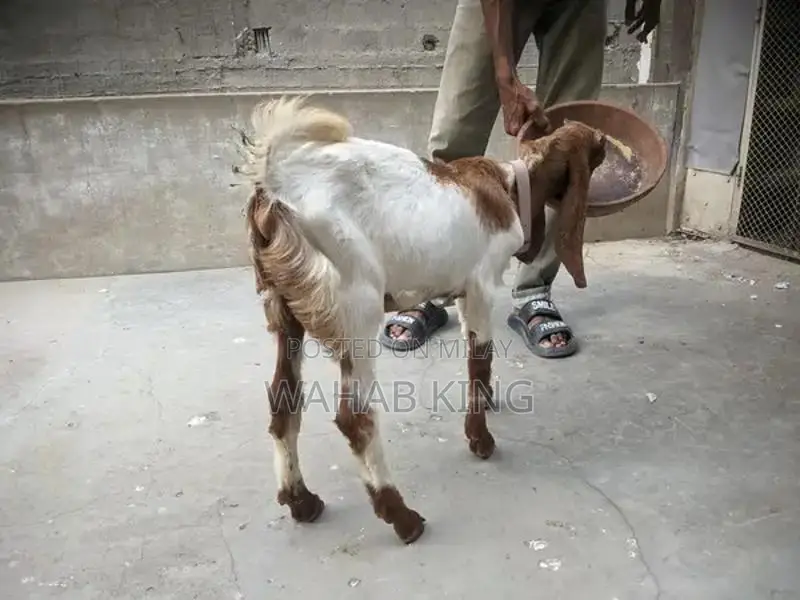 Healthy Purebred Goat - Farm-Raised, Strong and Sturdy