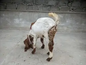 Healthy Purebred Goat - Farm-Raised, Strong and Sturdy