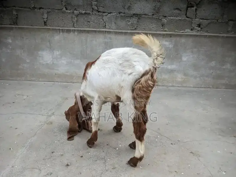 Healthy Purebred Goat - Farm-Raised, Strong and Sturdy