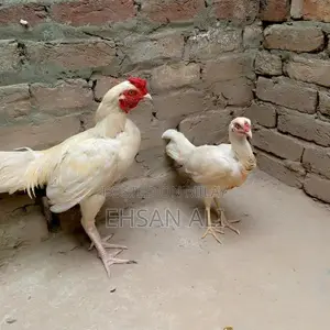 Aseel Heera Poultry Breeding Pair - Premium Chicken Variety