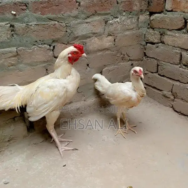 Aseel Heera Poultry Breeding Pair - Premium Chicken Variety