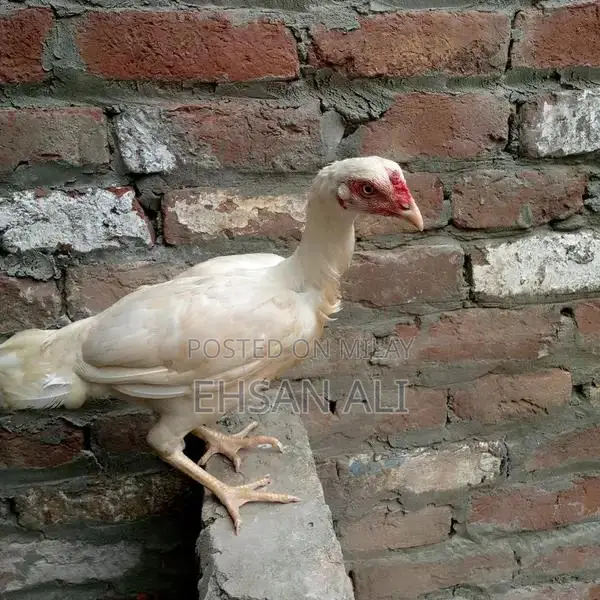 Aseel Heera Poultry Breeding Pair - Premium Chicken Variety