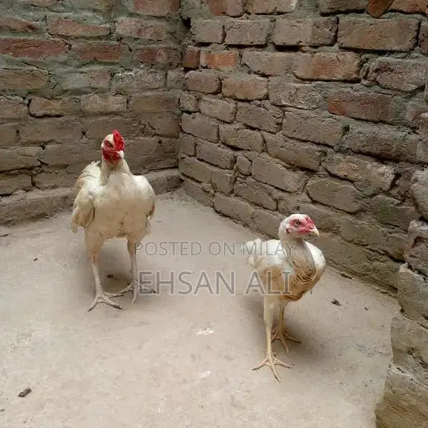 Aseel Heera Poultry Breeding Pair - Premium Chicken Variety