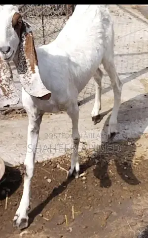 Healthy Pregnant Goats - Vaccinated Home Bred Livestock
