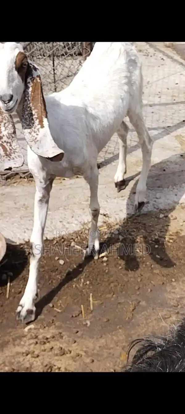 Healthy Pregnant Goats - Vaccinated Home Bred Livestock