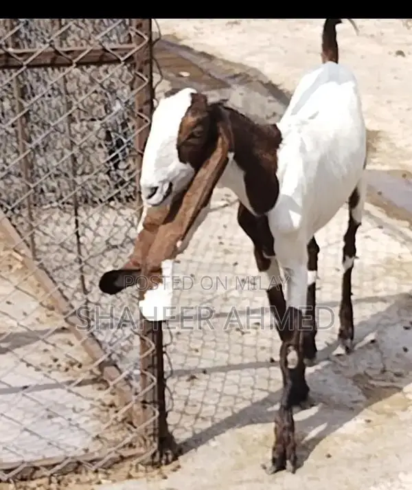 Healthy Pregnant Goats - Vaccinated Home Bred Livestock