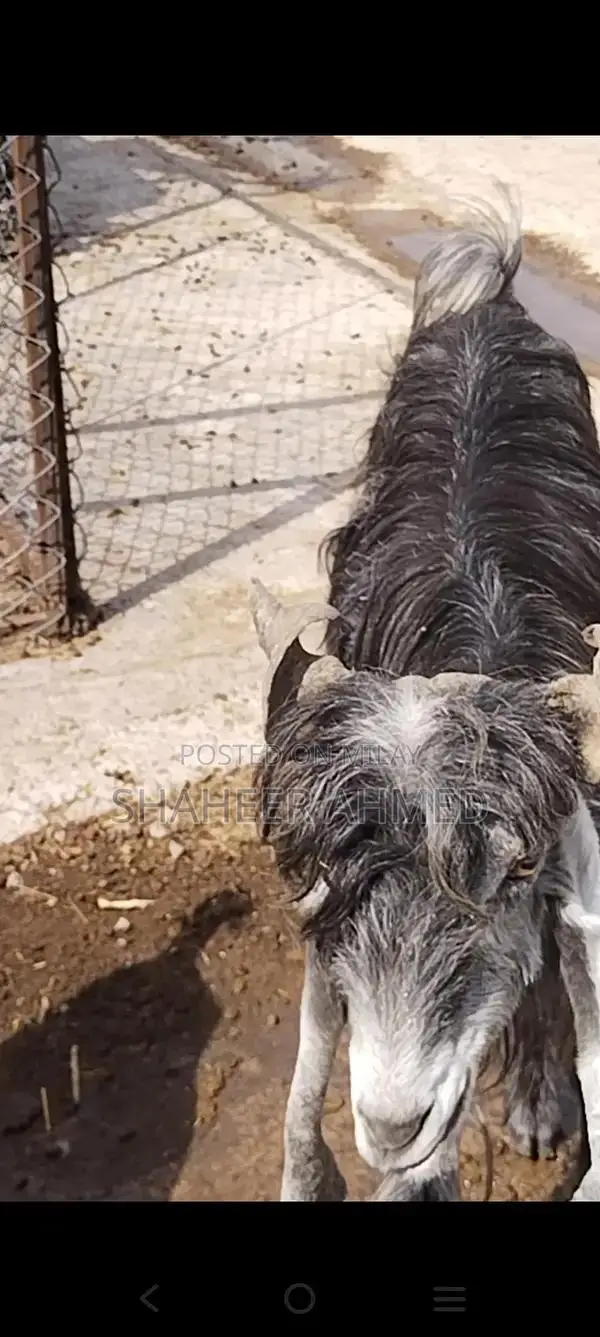 Healthy Pregnant Goats - Vaccinated Home Bred Livestock