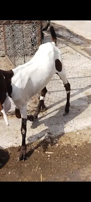 Healthy Pregnant Goats - Vaccinated Home Bred Livestock