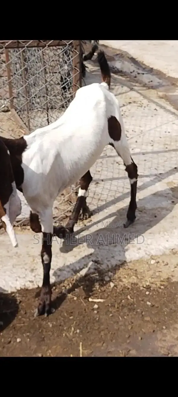Healthy Pregnant Goats - Vaccinated Home Bred Livestock