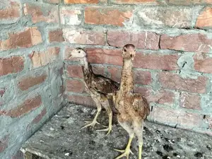 Pure Aseel Chicks - 3-Month-Old Healthy Poultry Breed