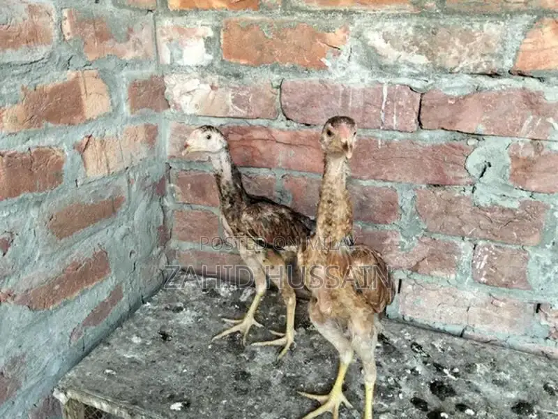 Pure Aseel Chicks - 3-Month-Old Healthy Poultry Breed