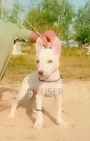 Photo - Young Female Paver Kuwati Gultair Dog