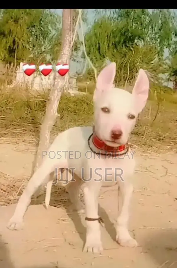 Young Female Paver Kuwati Gultair Dog