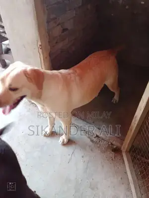 Photo - Playful Female Labrador Puppy Near Heat