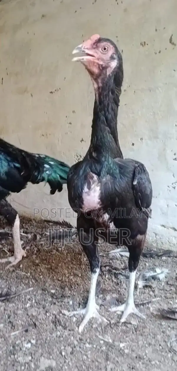 Lassani Female Poultry Breed - High-Quality Egg-Laying Hen