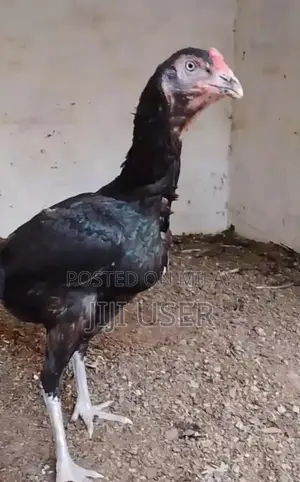 Lassani Female Poultry Breed - High-Quality Egg-Laying Hen