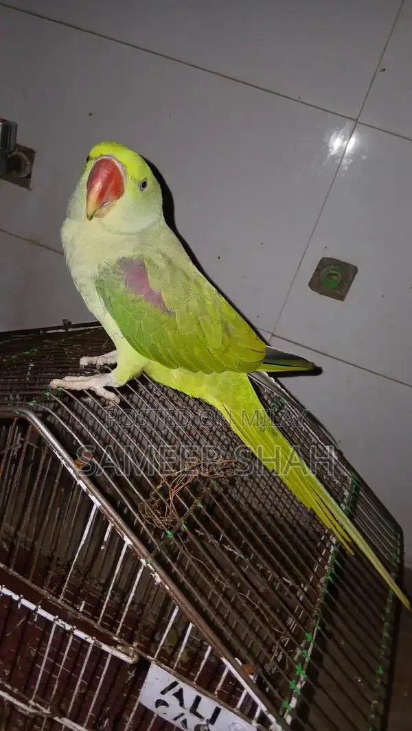 Raw Parrot Listening Skills Training Guide