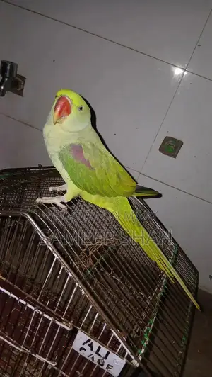 Raw Parrot Listening Skills Training Guide