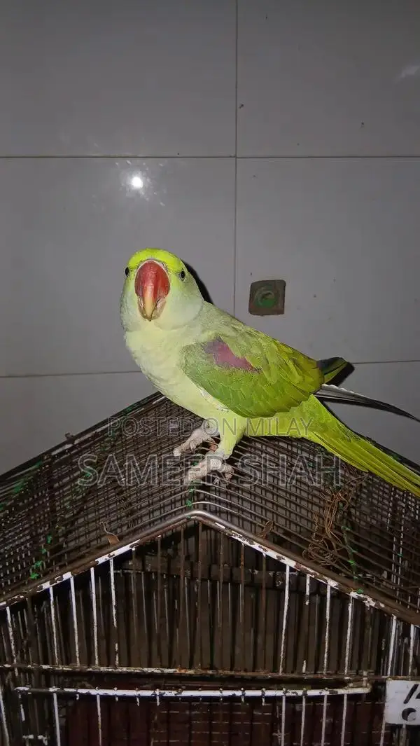 Raw Parrot Listening Skills Training Guide