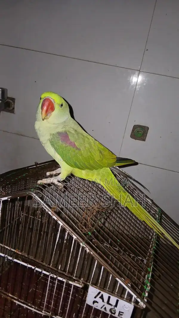 Raw Parrot Listening Skills Training Guide