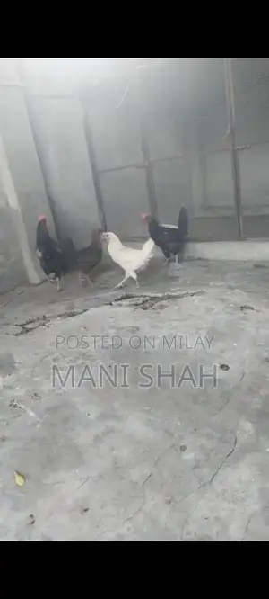 Pure Desi Hens - Healthy Local Breed Chickens for Farm or Backyard