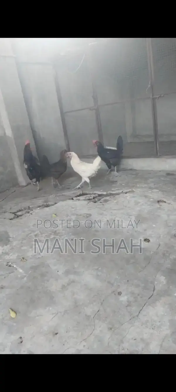 Pure Desi Hens - Healthy Local Breed Chickens for Farm or Backyard