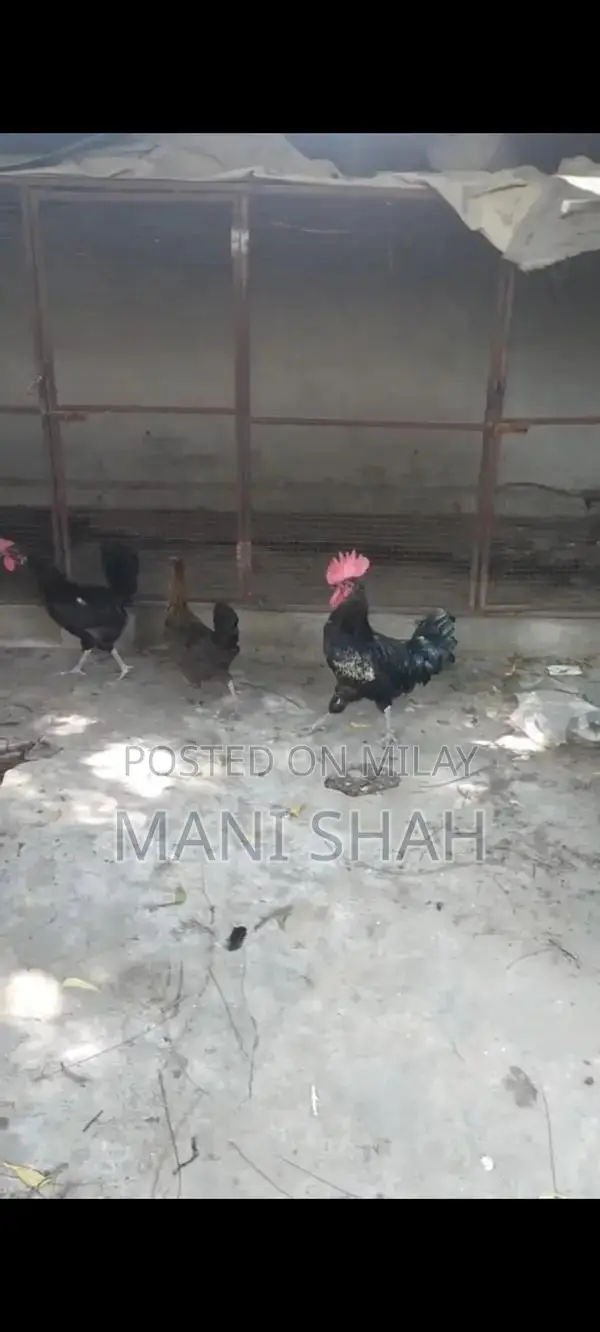 Pure Desi Hens - Healthy Local Breed Chickens for Farm or Backyard