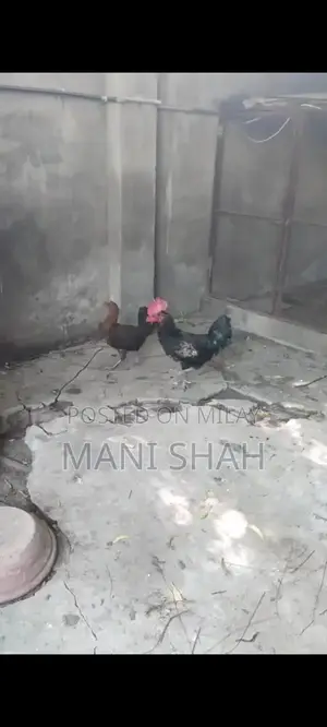 Pure Desi Hens - Healthy Local Breed Chickens for Farm or Backyard