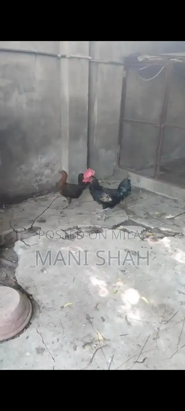 Pure Desi Hens - Healthy Local Breed Chickens for Farm or Backyard