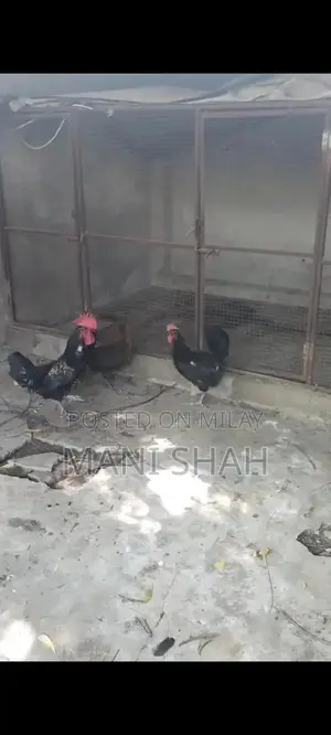 Pure Desi Hens - Healthy Local Breed Chickens for Farm or Backyard